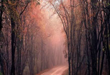 皮克福德代表英格兰出场75次，并列队史门将第二位.